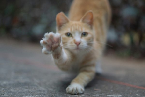 Котик