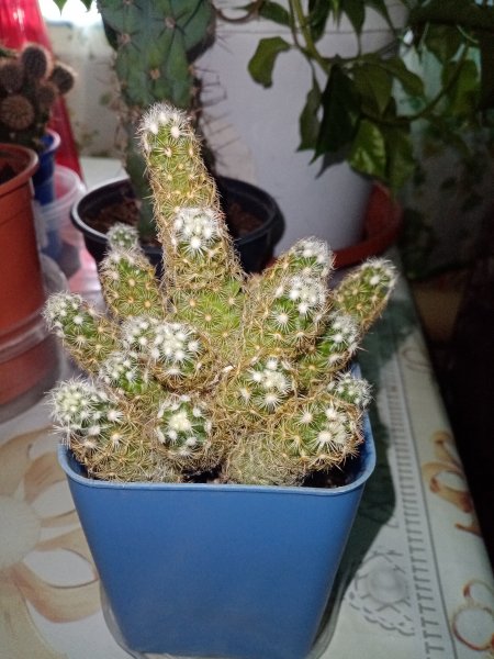 Ещё 1 кактус