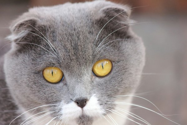 Котик2
