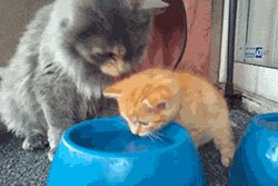А я говорю,пей!