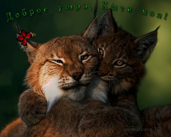 доброе утро,киса моя
