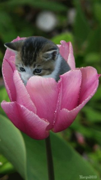 file_50769017