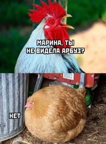 p.600.600.0