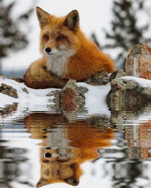 ЛК
