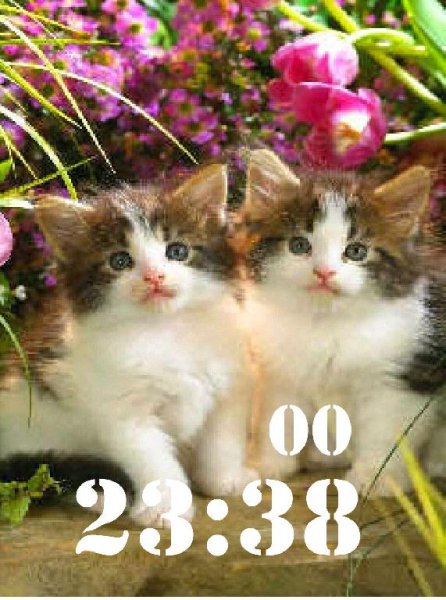 Котята