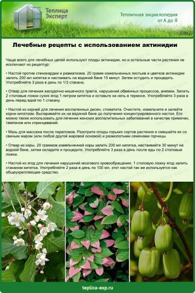 Lechebnye-recepty-s-ispolzovaniem-aktinidii