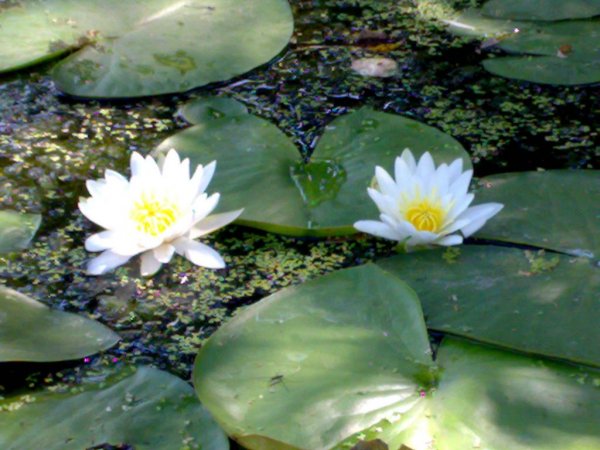 picture_1142029