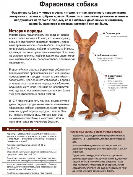 Фараонова собака