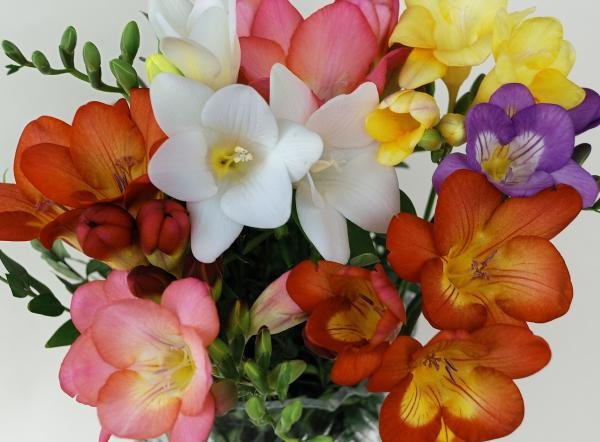 Freesia 6-