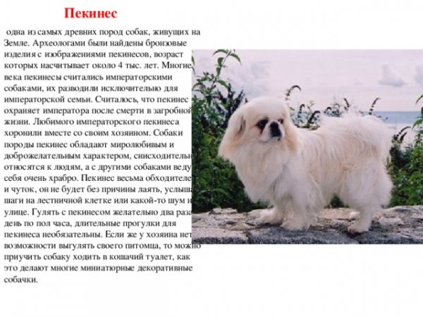 Пекинес