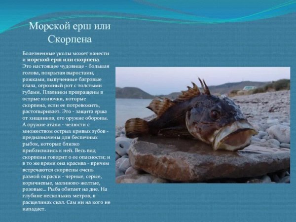 Скорпена