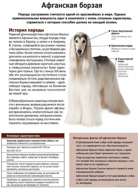 Афганская борзая
