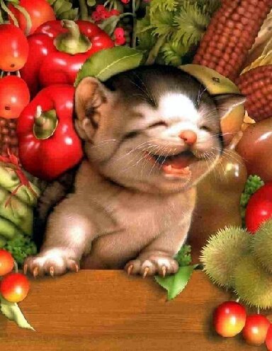 Котенок