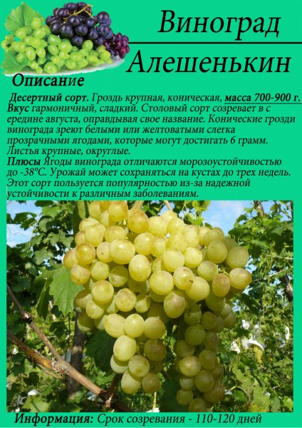 Aleshenkin