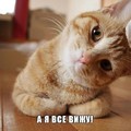 котик.jpg
