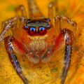 28010-priroda jivotnyie pauk list makro.jpg