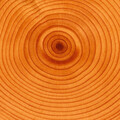 33855-koltsa razrez pen ring the cut stump.jpg