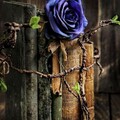 ba008649a98bf9bea0ebfcec6e251db1.jpg