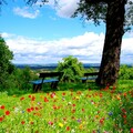 flowers-3840x2160-landscape-bench-tree-green-hd-1741.jpg
