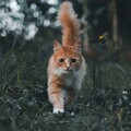 60234-koshka v lesu hvost.jpg