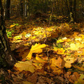 30758-priroda derevya listya osen nature trees leaves autumn.jpg