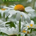 24 июня - День Ромашек.jpg