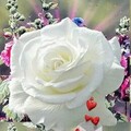 i(273).jpg