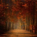 nature-1661776311417-6693.jpg