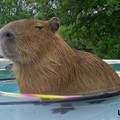 1368723607_1368349244_funny_animals_20130507_02724_006.jpg