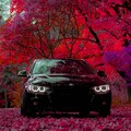 59113-bmw 3 les osen listva.jpg