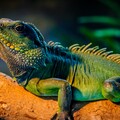 29395-yascheritsa jivotnyie priroda lizard animals nature.jpg