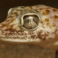 63115-reptiliya yascherica krupnyj plan.jpg