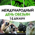 14 Декабря - Международный День Обезьян.jpg