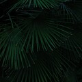 palmy listia vetki 177443 4160x6240.jpg
