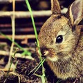 bunnies-1661979951429-1220.jpg
