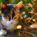 55043-kotenok trehcvetnyj trava leto.jpg