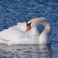 58032-lebed ozero belyj.jpg