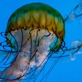64111-meduza makro.jpg