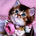 8a5ae65955265ec14fb1fe1bdfd143ff.jpg