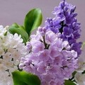 8b04c5d17d7bd084a3d2c273bcf9fd4a.jpg