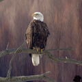bald-eagle-sitting-on-branch-5k-jh-3840x2160.jpg