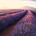 63955-pole lavanda gorizont.jpg