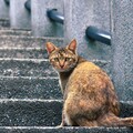 39723-kot lestnitsa melkozernistyiy beton.jpg