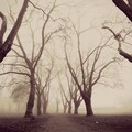 nature-1662443564190-8737.jpg