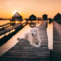 63724-sobaka tropinka labrador domiki nad vodoj.jpg