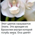 Страстная Неделя.jpg