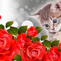 169121 kotek roze.jpg
