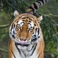 57473-tigr yazyk hischnik morda.jpg