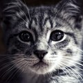 29194-priroda jivotnyie kot morda kotenok nature animals cat muzzle kitten.jpg