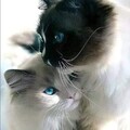 f3da61fbabeaea181f599f24abb8bf9e.jpg